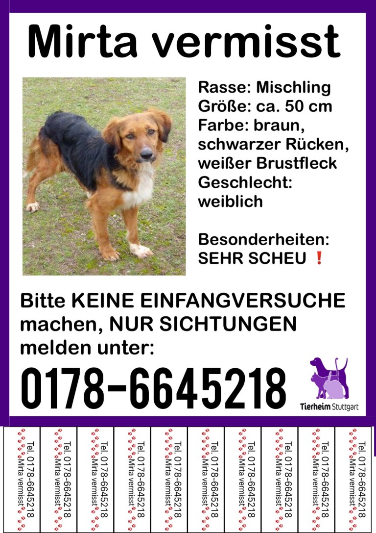 Mirta aus dem Tierheim Stuttgart vermisst Hund entlaufen in Baden